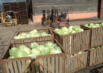 Ульяновская область лидирует по ценам: огурцы и капуста — дешевле некуда