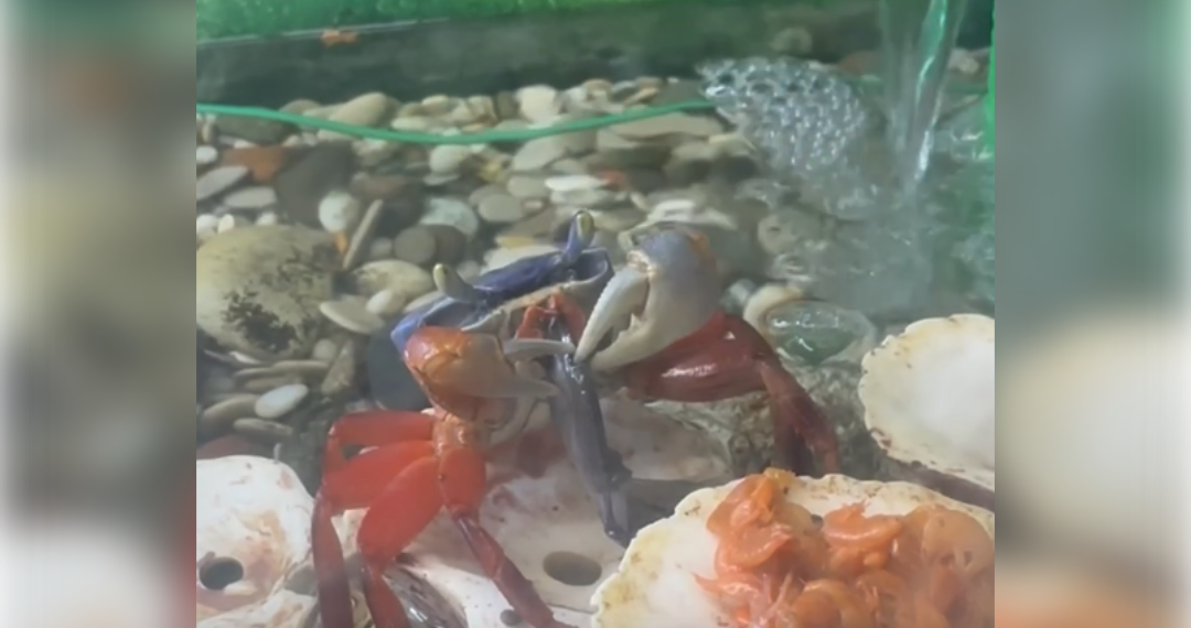 В Ульяновском зоопарке поселились радужные крабы