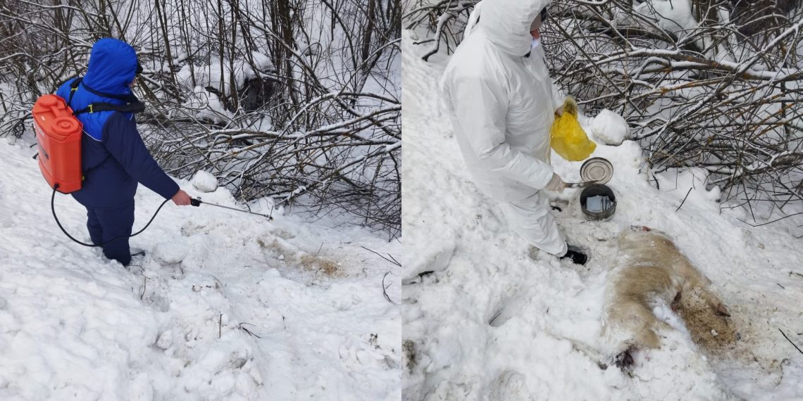 Труп на обочине: дохлую свинью проверили на АЧС в Ульяновской области