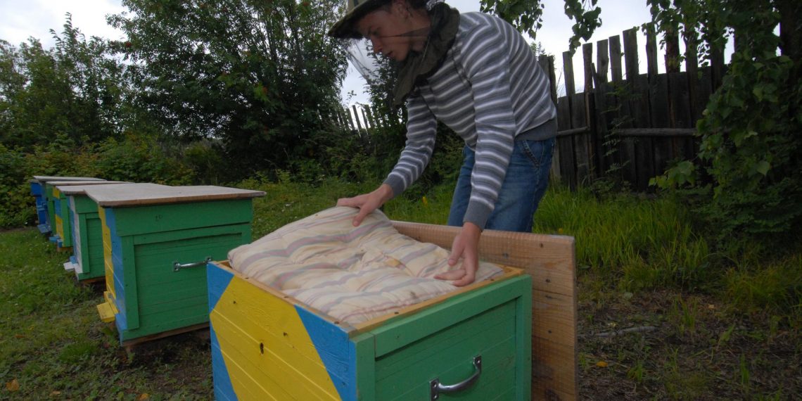 Ульяновских пчеловодов предупреждают об угрозе отравления насекомых пестицидами