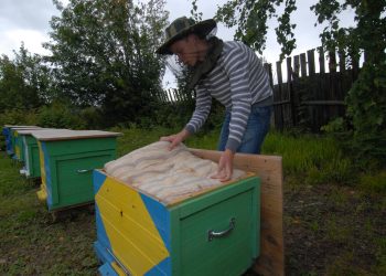 Ульяновских пчеловодов предупреждают об угрозе отравления насекомых пестицидами