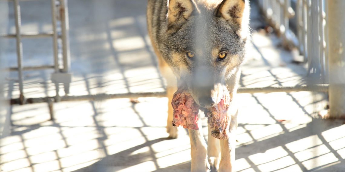 Отстрел волков официально объявили в Ульяновской области
