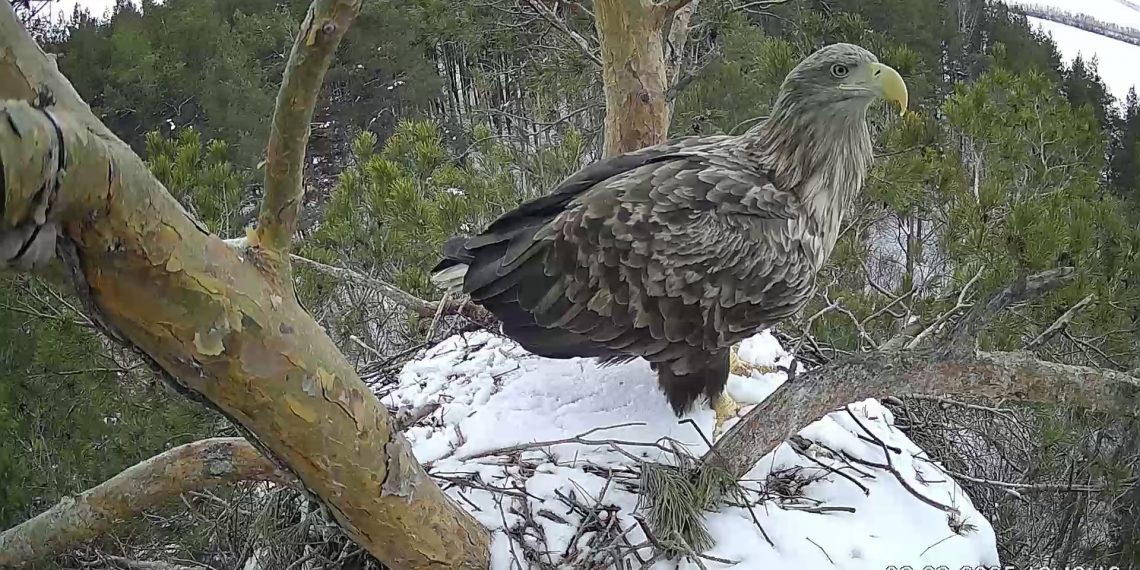Возобновлена трансляция из гнезда ульяновских солнечных орлов