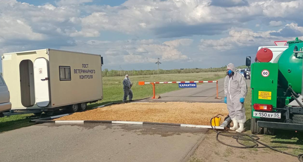 Ульяновские ветеринары искали в Саратовской области африканскую чуму свиней