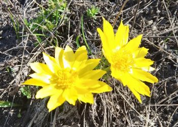 Весна пришла раньше срока: в Сенгилеевских горах цветёт адонис