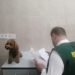 Россельхознадзор выдал «загранпаспорта» кошкам и собакам из Ульяновской области