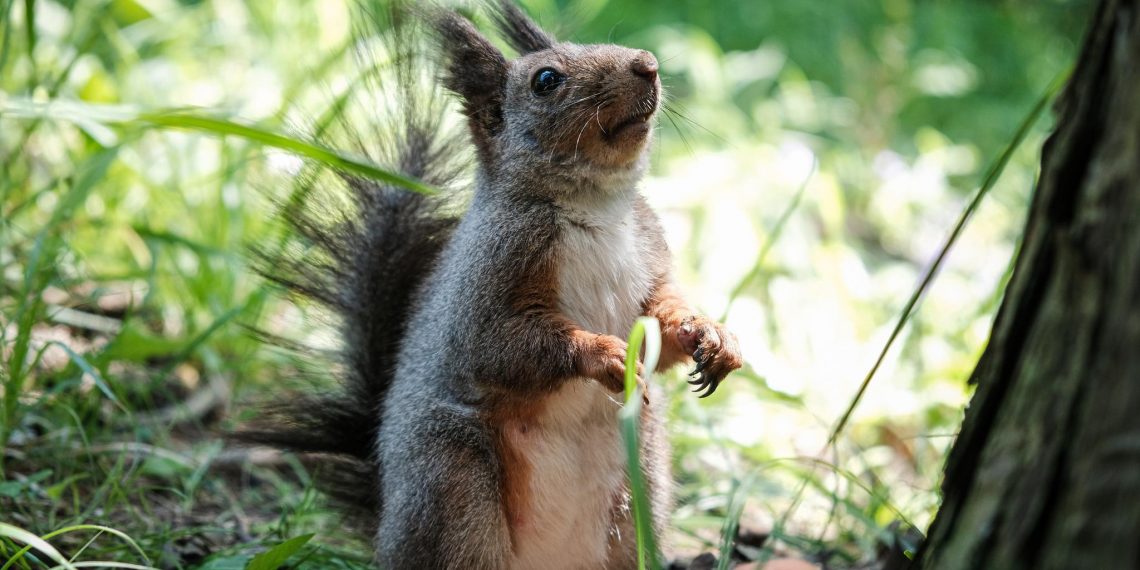 Сегодня в ульяновский парк «Молодёжный» запустят белок