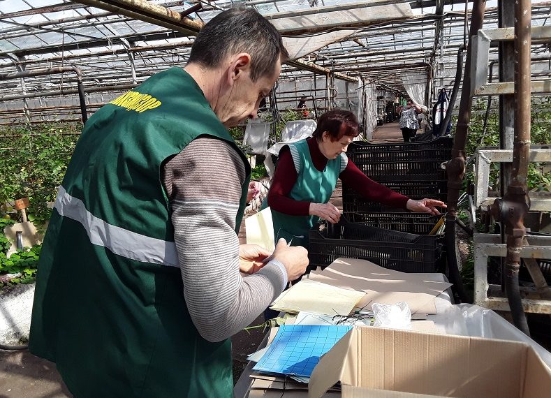 Феромонный щит: как защищают ульяновские теплицы от опасных вредителей