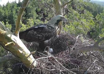 Орлица Арбушка положила начало новому поколению