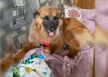 Ульяновские чиновники пристроили бездомную Лапушку в добрые руки