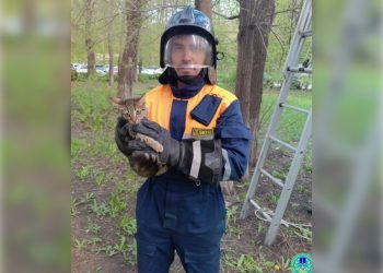 Ульяновские спасатели сняли с дерева бездомного котёнка