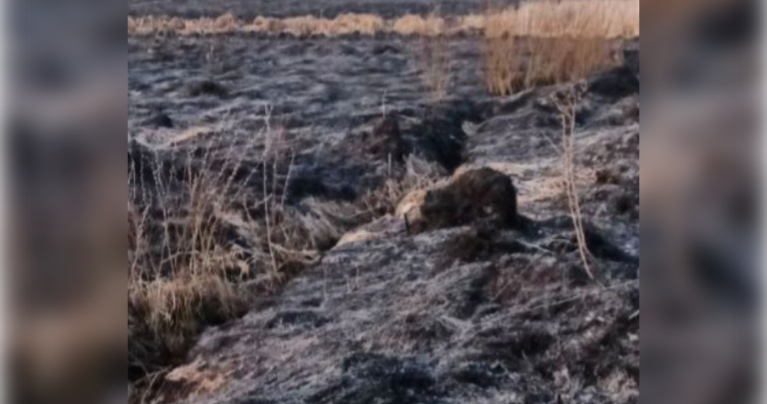 За сутки ульяновские пожарные 25 раз тушили траву и камыш