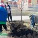 «Горзеленхоз» за неделю высадил за неделю в Ульяновске более сорока деревьев