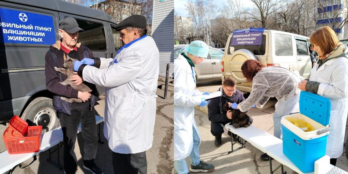 280 собак и кошек привили от бешенства в Засвияжье