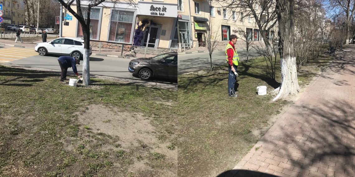 В Ульяновске стартовала масштабная побелка деревьев