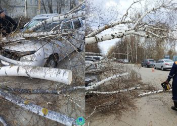 Упавшее дерево помяло авто на улице Трудовой в Ульяновске