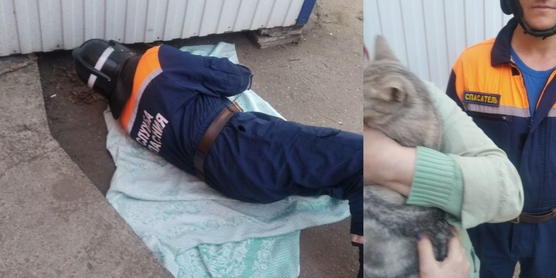 Ульяновские спасатели достали из-под киоска застрявшую кошку