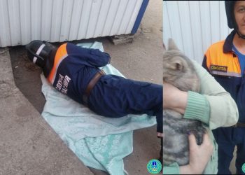 Ульяновские спасатели достали из-под киоска застрявшую кошку