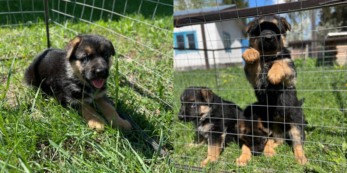 Три «Э» немецкой породы появились на свет в питомнике ульяновского УФСИН