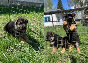 Три «Э» немецкой породы появились на свет в питомнике ульяновского УФСИН
