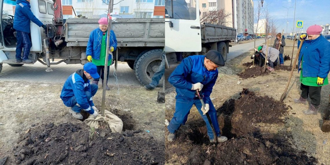Новые деревья появились на улицах Камышинская и Юго-Западная