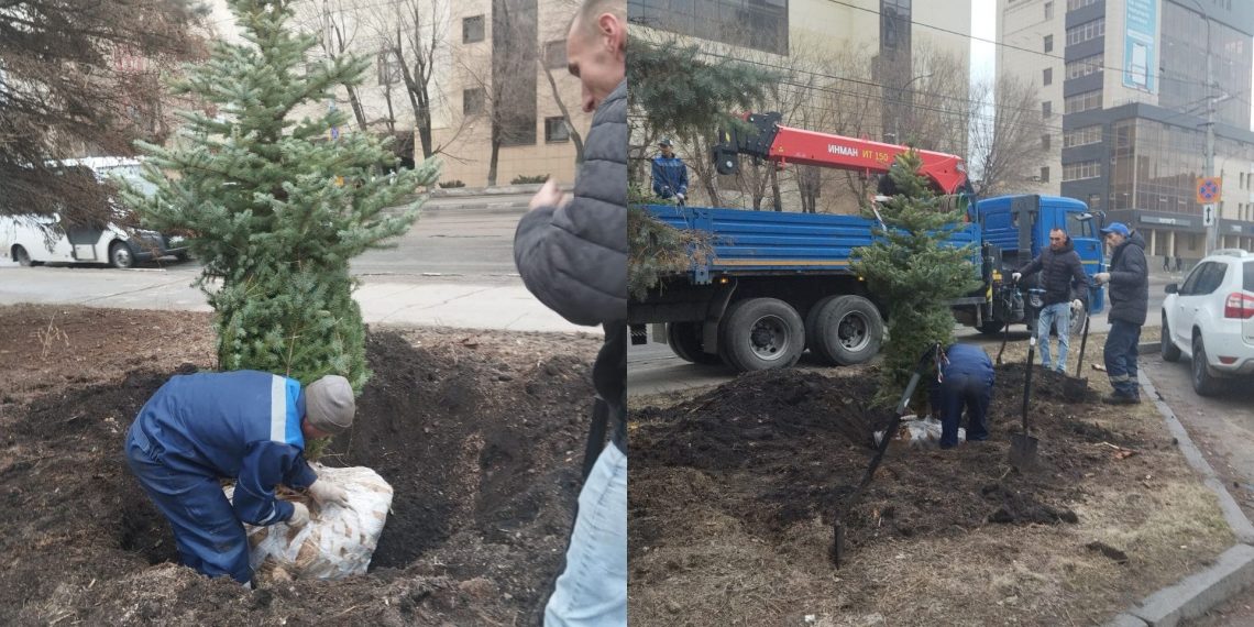 В Ульяновске перед Домом техники высадили молодые голубые ели
