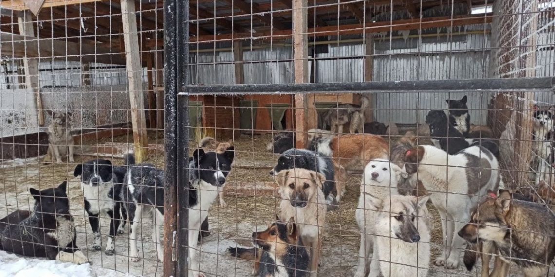 Ульяновский приют оштрафовали за ненадлежащие обращение с животными