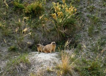 Сурки из «Сенгилеевских гор» начали собирать подписчиков