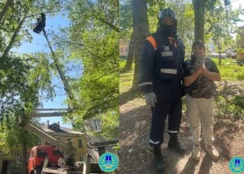 Ульяновские спасатели сняли кота с «семиэтажного» дерева