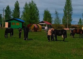 От тюрьмы до конюшни: как лошади помогают осужденным в Ульяновске