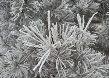 Ульяновцев ждёт резкое похолодание ночью: что делать, чтобы не остаться без урожая