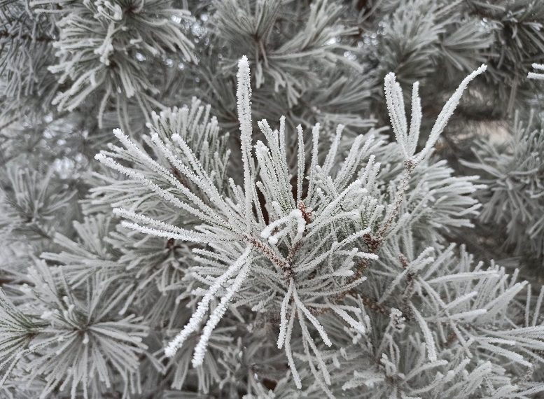 Заморозки до -1°С: что делать водителям, дачникам и жителям Ульяновской области