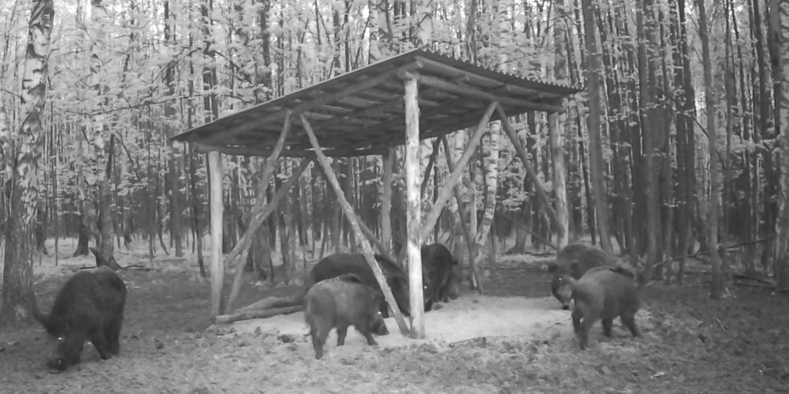 Кабаны в «Сенгилеевских горах» учинили драку из-за еды