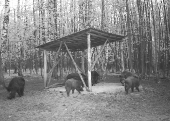 Кабаны в «Сенгилеевских горах» учинили драку из-за еды