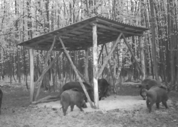 В Ульяновской области стартовал конкурс на добычу кабана