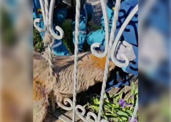 Ульяновские спасатели освободили запутавшуюся в заборе косулю