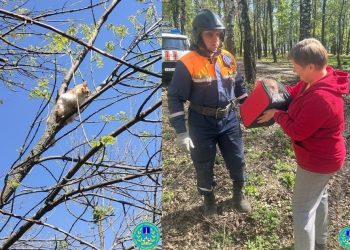Очередную кошку сняли с дерева ульяновские спасатели