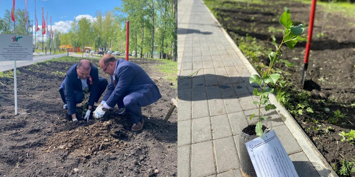Тополь Победы: память Сталинграда прижилась в Ульяновске