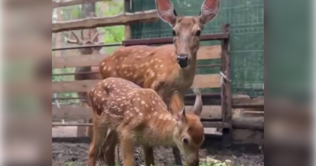 Маленькое чудо: в зоопарке Ульяновска родился пятнистый оленёнок