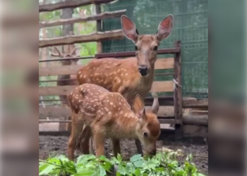 Маленькое чудо: в зоопарке Ульяновска родился пятнистый оленёнок
