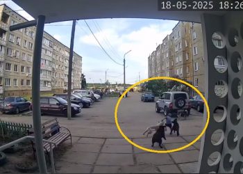 Стая бездомных псов напала на ребёнка в Димитровграде