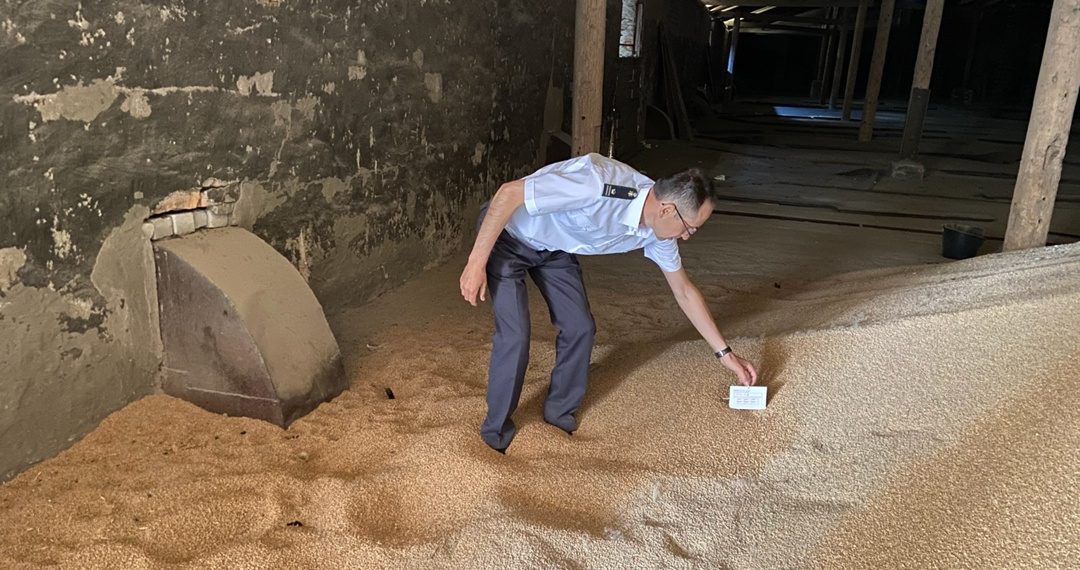 Капровый жук под прицелом: Россельхознадзор проверяет ульяновские зернохранилища