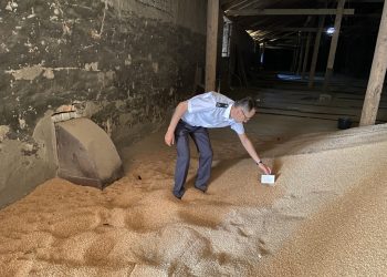 Капровый жук под прицелом: Россельхознадзор проверяет ульяновские зернохранилища