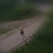 Пенсионерка из Ульяновска стала невольной пособницей мошенников