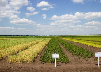 Как ученые Ульяновска и Татарстана спасают урожаи от засухи