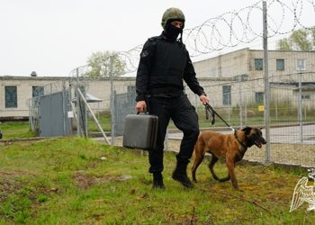 Как служебные собаки обеспечивают безопасность Ульяновска