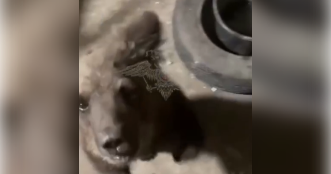 Медвежонок-путешественник: как малыш из Самарской области попал в Ульяновский зоопарк