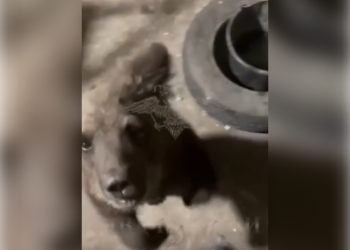 Медвежонок-путешественник: как малыш из Самарской области попал в Ульяновский зоопарк