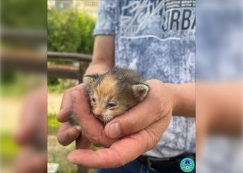 Ульяновские спасатели вытащили котёнка из-под капота автомобиля
