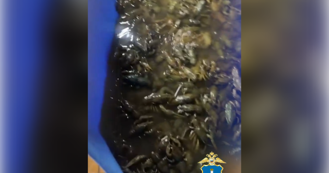 Нелегальный бизнес на раках: в Ульяновской области изъяли 2600 живых особей